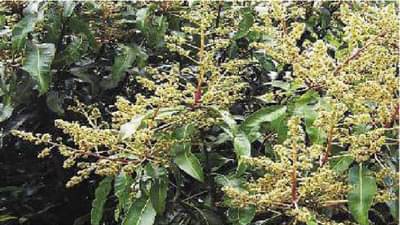 आंबा उत्पादक शेतकऱ्यांनो हा पंचसुत्री कार्यक्रम राबवा अन् आंब्याचा मोहोर वाढवा