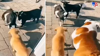 Video: बकरीने कुत्र्याला शिंगाने मारलं, पण जेव्हा मोठा कुत्रा तिथं आला, तेव्हा पाहा काय घडलं!