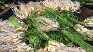 Green Garlic : हिरवा लसूण फायदेशीर औषधी गुणांनी परिपूर्ण, जाणून घ्या त्याचे फायदे