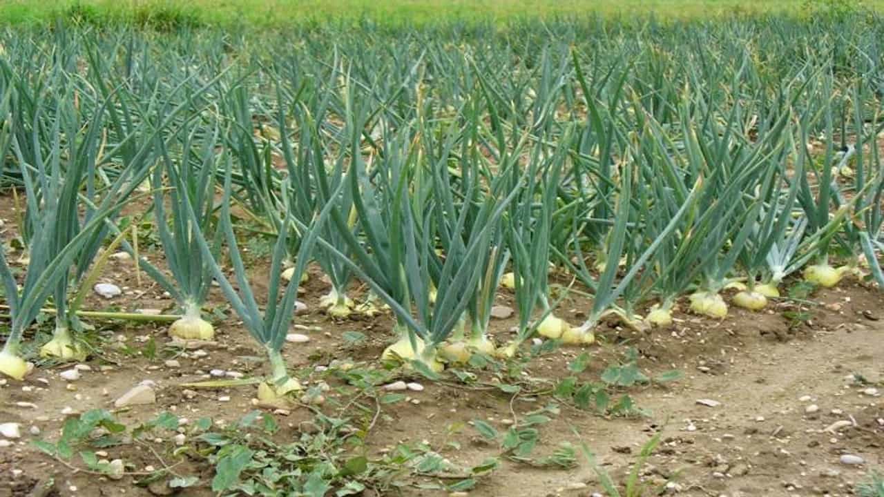 गादी वाफ्यावरील पेरणीच कांद्यासाठी वरदान, अवकाळीमुळे मात्र अलिबागच्या पांढऱ्या कांद्याच्या उत्पादनात घट