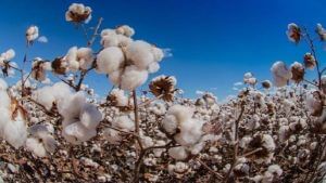Cotton : कापूस दरात वाढ, शेतकऱ्यांनी निवडला पुन्हा 'तो' पर्याय, फायदा की नुकसान..!