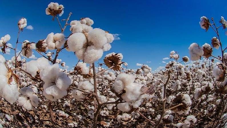 Cotton Production : शेवटी बाकी शून्यच ? कापसाला विक्रमी दर मात्र, उत्पादनात निम्म्यानेच घट
