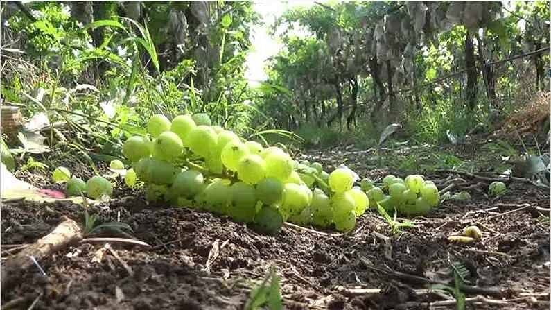वर्षभर कष्ट केलं तरीपण द्राक्ष निर्यातीचं स्वप्न भंगले, सांगा शेती करायची कशी ?