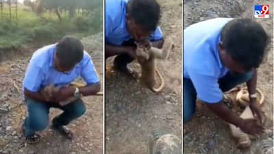 Video: श्वास उखडत होता, पण आस नाही, जखमी माकडाला तोंडाने श्वास देऊन मरणाच्या दारातून परत आणलं!