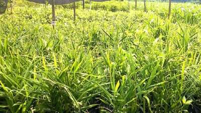 Marathwada | 4 हजार रुपये क्विंटलच बेणं अन् 700 रुपये अद्रकला दर, सांगा शेती करायची कशी?