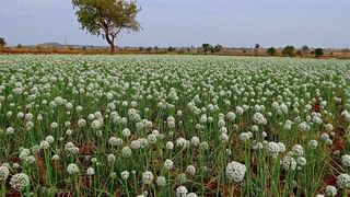 Rabbi Season | रब्बी पिकांची उगवण होताच किडीचा प्रादुर्भाव, किड व्यवस्थापनासाठी महत्वाची बातमी