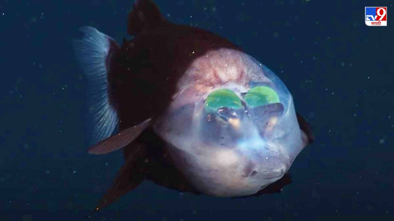 Video: कपाळात मोठे हिरवे चमकदार डोळे, पॅसिफिक समुद्रात अत्यंत दुर्मिळ माशाचं दर्शन, पाहा दुर्मिळ माशाचा व्हिडीओ