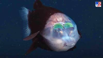 Video: कपाळात मोठे हिरवे चमकदार डोळे, पॅसिफिक समुद्रात अत्यंत दुर्मिळ माशाचं दर्शन, पाहा दुर्मिळ माशाचा व्हिडीओ