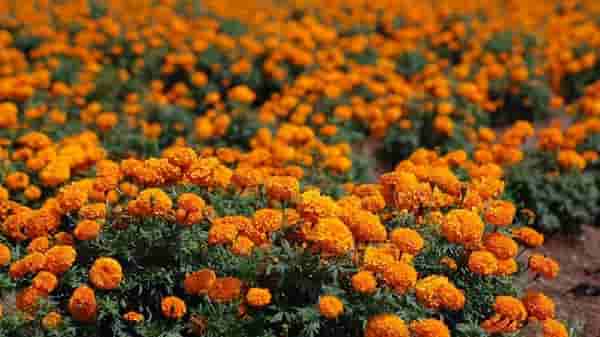 फुलांच्या उत्पादनात 50 टक्क्यांची घट तर दरामध्ये दुप्पट वाढ, काय आहेत कारणे ?