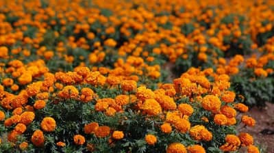 फुलांच्या उत्पादनात 50 टक्क्यांची घट तर दरामध्ये दुप्पट वाढ, काय आहेत कारणे ?