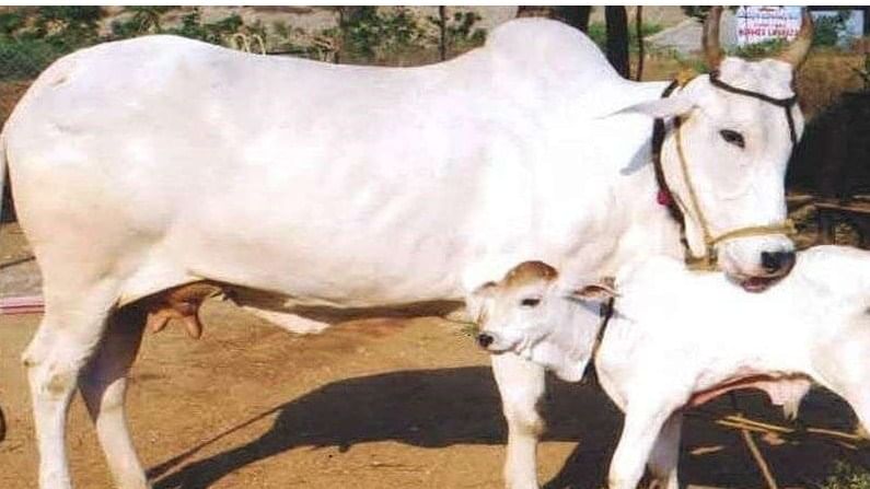 जातीवंत देशी गोवंशसाठी कृषी विद्यापीठाचा अनोखा प्रयोग ? कशी होते भ्रुण प्रात्यारोपण प्रक्रिया जातीवंत देशी गोवंशसाठी कृषी विद्यापीठाचा अनोखा प्रयोग ? कशी होते भ्रुण प्रात्यारोपण प्रक्रिया