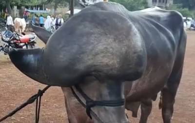 Video : तुम्ही कधी हेल्मेट घातलेला रेडा बघितला आहे का? नसेल तर हा व्हिडिओ आवर्जून बघा