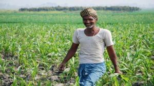 पीकविमा योजना : 6 वर्षात 36 कोटींहून अधिक शेतकऱ्यांना लाभ, यंदा योजनेत काय बदल?