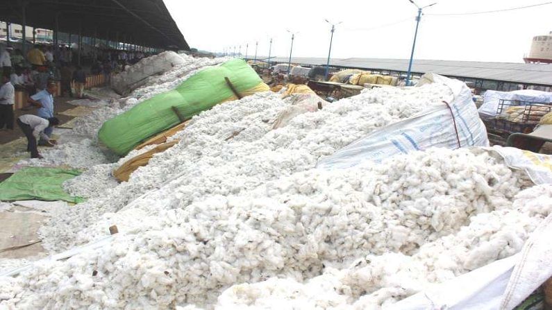 Cotton : यंदा कापसाच्या उत्पादनात घट, कापसाचा वापर वाढला अन् क्षेत्र घटले..!