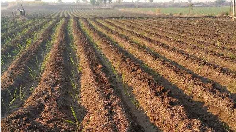 पोषक वातावरण असतानाही ऊस लागवड रखडली, काय आहेत कारणे? पोषक वातावरण असतानाही ऊस लागवड रखडली, काय आहेत कारणे?