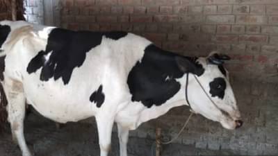 दुग्धोत्पादन वाढीसाठी देशी गायींवर कृत्रिम गर्भधारणा, राज्यात संकरीत गायींची संख्या वाढली