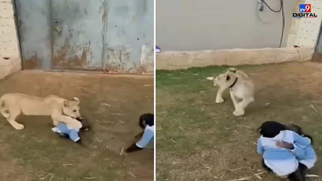 Video: सिंहासमोर चिंपाझींच्या पिलांना सोडलं, त्यानंतर जे झालं, त्याने नेटकरी हसून लोटपोट!