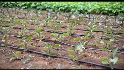 Drip Irrigation : ठिबकसाठी वाढीव अनुदानाची घोषणा मात्र, बांधावरची स्थिती चक्रावून टाकणारी