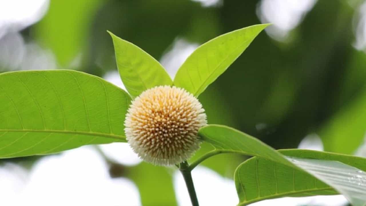 भगवान विष्णूंना कदंबाची फुले सर्वात प्रिय आहेत. कदंबाच्या फुलाने देवाची पूजा करणाऱ्या भक्तांना मृत्यूनंतर यमराजाचा त्रास सहन करावा लागत नाही, अशी श्रद्धा आहे. त्याचबरोबर विष्णू त्याच्या सर्व मनोकामना पूर्ण करतात अशी मान्यता आहे.