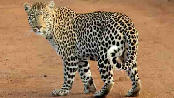 लोखंडी तारांच्या कुंपणावरून कसा चपळाईनं पळतोय बिबट्या? पाहा Leopard Viral Video
