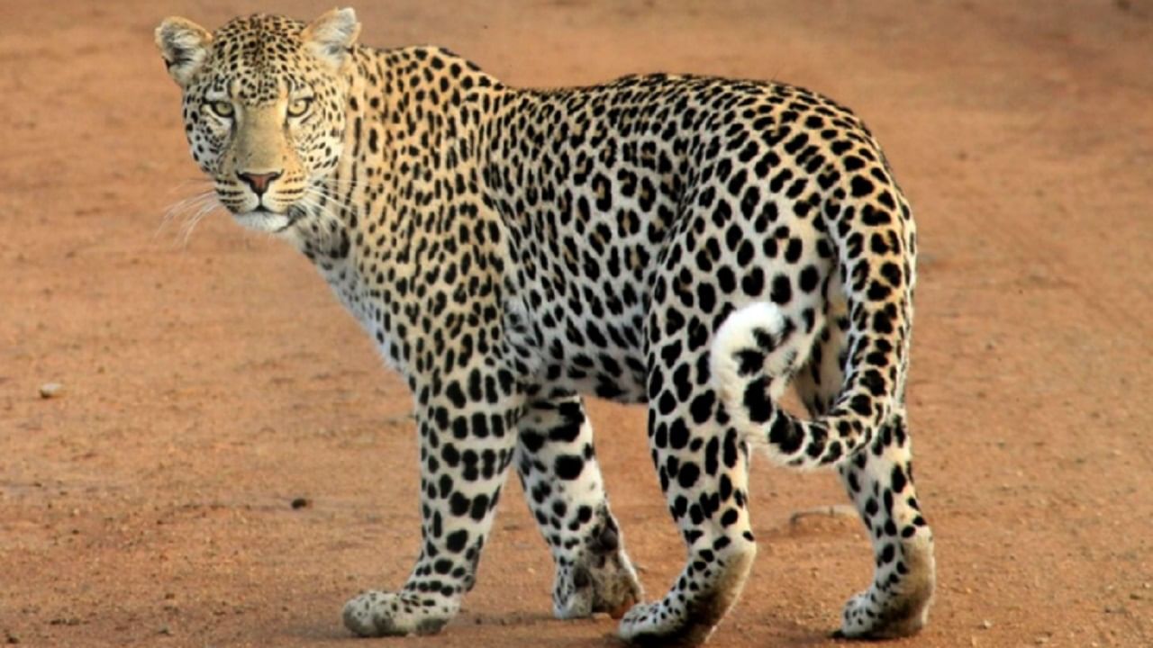 लोखंडी तारांच्या कुंपणावरून कसा चपळाईनं पळतोय बिबट्या? पाहा Leopard Viral Video