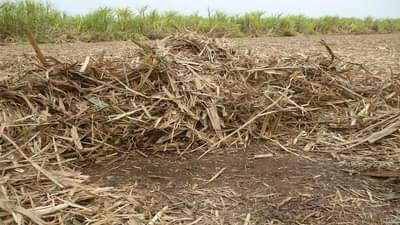 एवढंच राहिलं होत..! ऊसाच्या पाचटामधूनही शेतकऱ्यांची लूट, कारवाईसाठी मुख्यमंत्र्याना पत्र