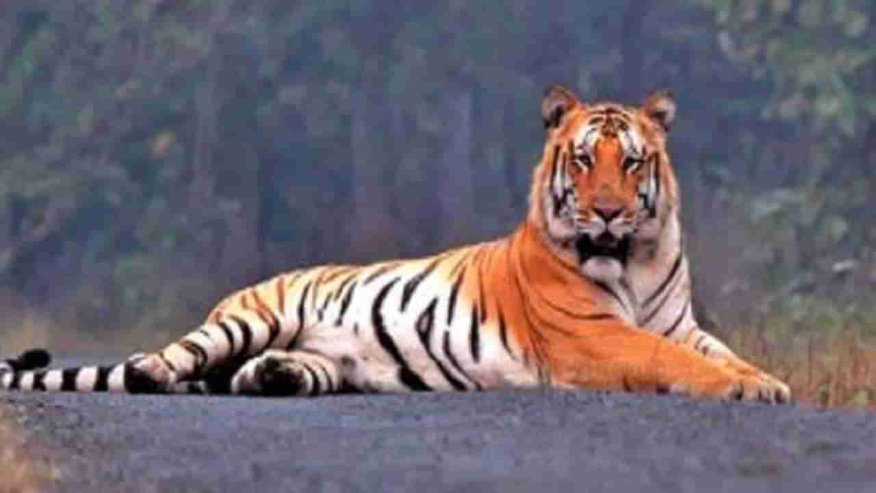 Chandrapur Tiger | पोंभुर्णा भागात वाघाची दहशत; फिरायला जाणारी महिला वाघाच्या हल्ल्यात ठार