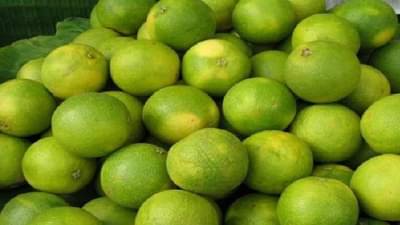 मोसंबीच्या व्यवस्थापनासाठी मराठवाड्यात ‘सिट्रस इस्टेट’ची घोषणा, नेमका काय होणार फायदा ?