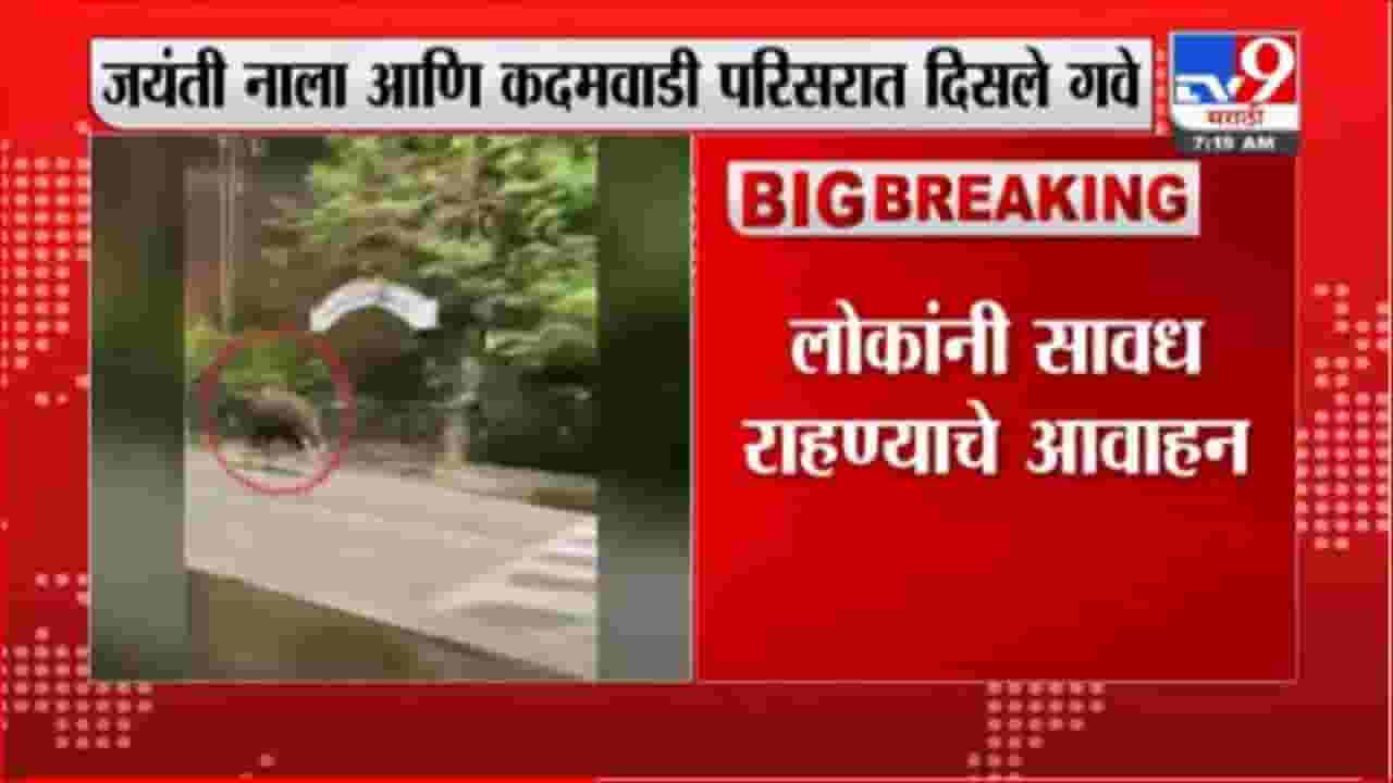 कोल्हापुरात आणखी दोन गवे; नागरी वस्तीत मुक्तसंचार कोल्हापुरात आणखी दोन गवे; नागरी वस्तीत मुक्तसंचार