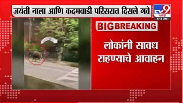 कोल्हापुरात आणखी दोन गवे; नागरी वस्तीत मुक्तसंचार कोल्हापुरात आणखी दोन गवे; नागरी वस्तीत मुक्तसंचार