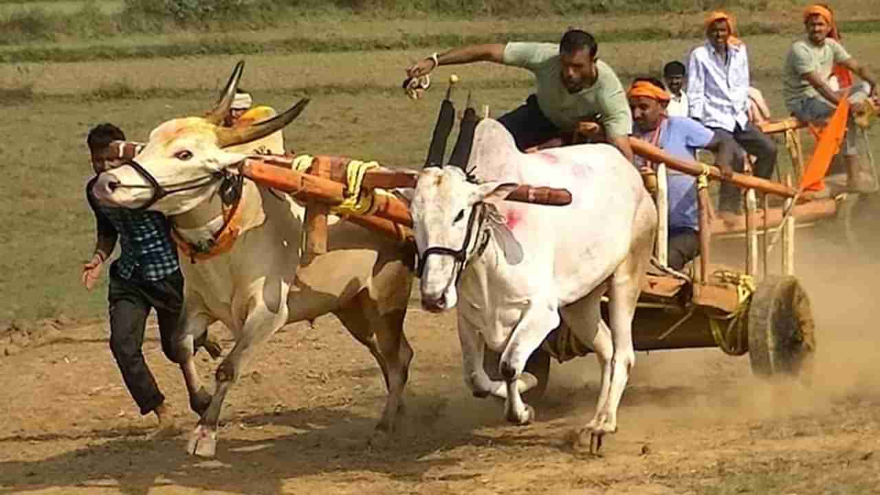 Bullock Cart Race : पुन्हा एकदा भिर्रर्..! सर्वोच्च न्यायालयाकडून बैलगाडा शर्यतीला राज्यात सशर्त परवानगी