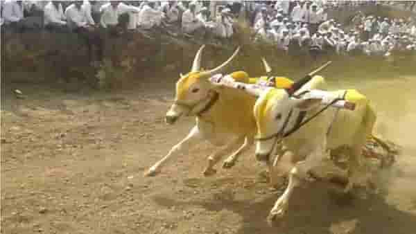 Bailgada Sharyat | बैलगाडा शर्यतींची परंपरा स्पेनमधून महाराष्ट्रात कशी आली? जाणून घ्या रंजक गोष्ट