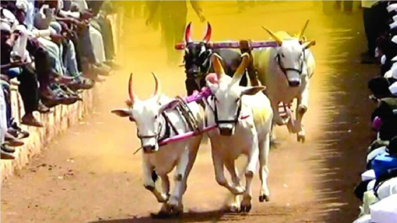 महाराष्ट्रात अखेर बैलगाडा शर्यतींना (Bullock Cart Race) सर्वोच्च न्यायालयाने (Supreme Court) सशर्त परवानगी दिली आहे. या निर्णयाचे राज्यभरातून स्वागत होत असून बैलगाडा मालकांमध्ये उत्साह संचारला आहे. कुठे फटाक्यांच्या आतषबाजीने तर कुठे ढोल ताशाच्या गजरात 'सर्जा-राजा'च्या पुनरागमनाचं स्वागत होत आहे.