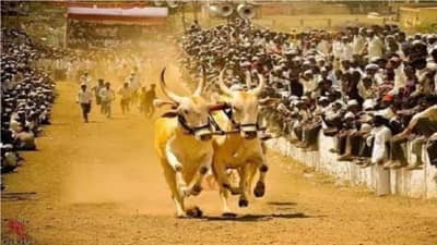 Bulk cart race | उद्या लांडेवाडीत घुमणार भिर्रर्र... आवाज; किती वाजता स्पर्धा होणार सुरु, बक्षिसाची रक्कम काय? वाचा इथे