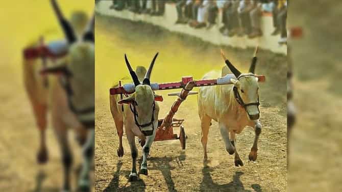 मावळमधील बैलगाडा शर्यतीत पराक्रम करणाऱ्या बजरंग बैलाची एवढया लाखांना खरेदी ; रक्कम ऐकून व्हाल थक्क