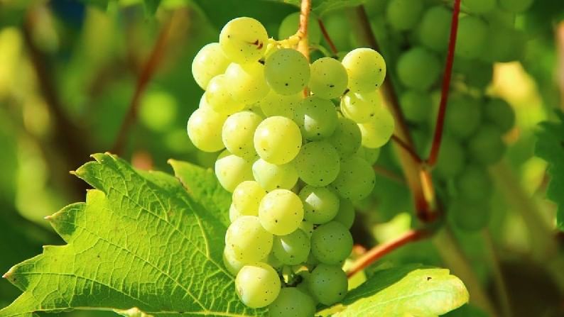 Grape Rate: अखेर ज्याची भीती होती तेच झालं, महिन्याभरापूर्वीच झाला होता द्राक्ष बागायत संघाचा निर्णय