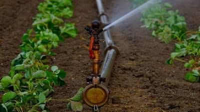 रब्बी हंगामातील पिकांच्या पाण्याचे असे करा व्यवस्थापन, वेळेत बहरतील पिके अन् उत्पादनातही वाढ