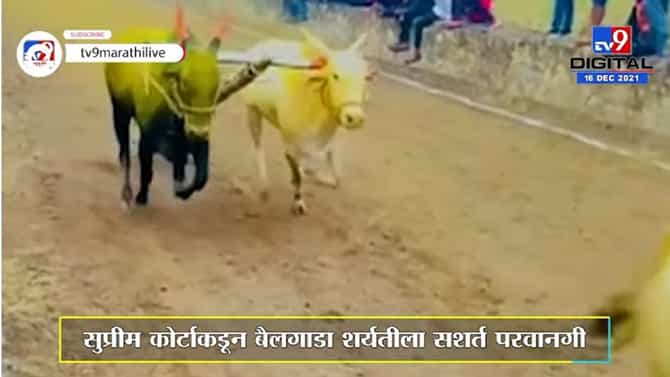 Special Report | महाराष्ट्रात बैलगाडा शर्यतीचा धुरळा उडणार