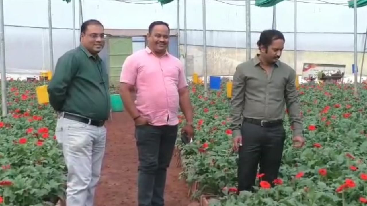 यवतमाळची जरबेराची फुलं थेट नवी दिल्ली ते हैदराबादच्या बाजारपेठेत, तीन मित्रांची गोष्ट, आत्महत्याग्रस्त जिल्हा ही ओळख पुसण्याचा निर्धार यवतमाळची जरबेराची फुलं थेट नवी दिल्ली ते हैदराबादच्या बाजारपेठेत, तीन मित्रांची गोष्ट, आत्महत्याग्रस्त जिल्हा ही ओळख पुसण्याचा निर्धार