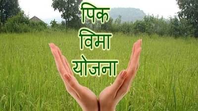 पीकविमा योजनेबाबत प्रश्नचिन्ह, शेतकऱ्यांना फायदा की तोटा? तपासणीसाठी समित्यांची स्थापना