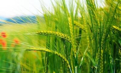 Rabi Season | शेतकऱ्यांनो स्पर्धेत भाग घ्या अन् हजारोंची बक्षीसे मिळवा, जाणून घ्या सर्वकाही