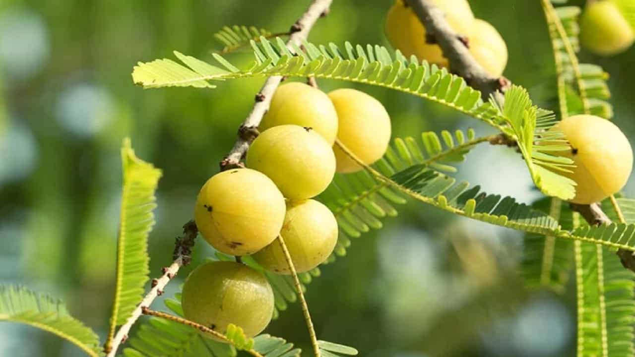 ओमिक्रॉनपासून दूर राहण्यासाठी रोगप्रतिकारक शक्ती मजबूत असणे खूप महत्वाचे आहे. यासाठी आवळा खूप फायदेशीर आहे. रोगप्रतिकारक शक्ती मजबूत करण्यासोबतच आवळा शरीराला अनेक प्रकारच्या विषाणूंपासून वाचवतो. यामुळे सध्याच्या हंगामात आपल्या दररोजच्या आहारामध्ये आवळ्याचा समावेश करा.
