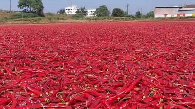 शेतकऱ्यांना दिलासा ग्राहकांना मात्र लाल मिरचीचा ठसका, नंदुरबार मुख्य बाजारपेठेत विक्रमी दर