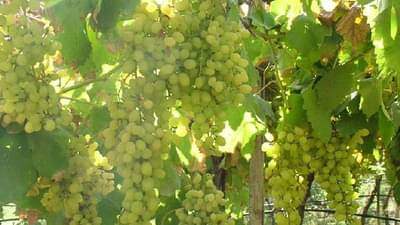 अवकाळीचा परिणाम : द्राक्ष बागा वाचवण्यासाठी एकरी 20 हजाराचा खर्च, शेतकऱ्यांची आर्थिक कोंडी