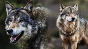 Wolf Attacked | सांगलीत लांडग्याची प्रचंड दहशत! 17 शेळ्या केल्या फस्त, 2 गंभीर जखमी