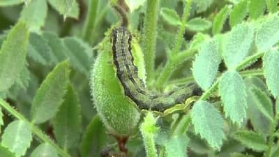 Chickpea: ढगाळ वातावरणामुळे रब्बी पिके धोक्यात, काय आहे कृषितज्ञांचा सल्ला?