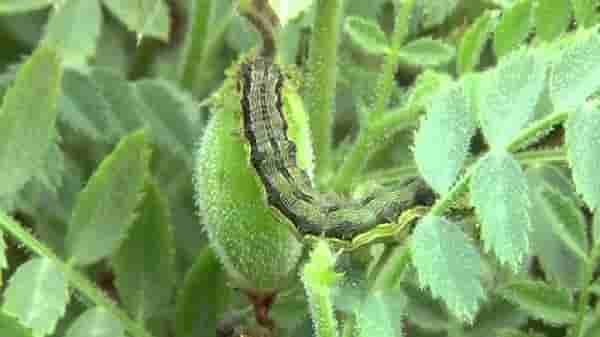 Chickpea: ढगाळ वातावरणामुळे रब्बी पिके धोक्यात, काय आहे कृषितज्ञांचा सल्ला?