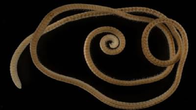 हजार पाय फुटले जीवाला, शास्त्रज्ञ अवाक; जीवशास्त्रीय गुपित जगासमोर