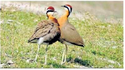 Aurangabad: हिवाळा लागताच जायकवाडीच्या दिशेने झेपावणारे असंख्य विदेशी पाहुणे अचानक कमी का झाले?