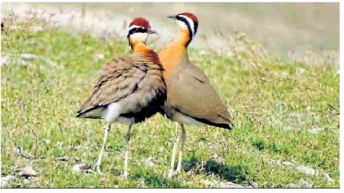 Aurangabad: हिवाळा लागताच जायकवाडीच्या दिशेने झेपावणारे असंख्य विदेशी पाहुणे अचानक कमी का झाले?